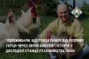 "Переживали, що птиця помре від розриву серця через звуки вибухів": як зараз працює дослідна станція птахівництва НААН "Переживали, що птиця помре від розриву серця через звуки вибухів": як зараз працює дослідна станція птахівництва НААН